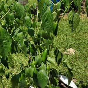 Meet your Posher, Tracye